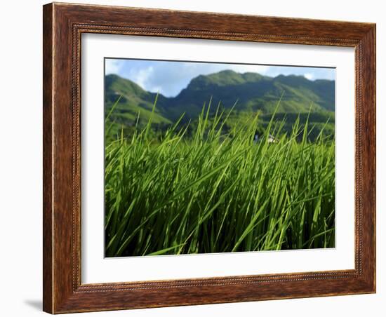 Rice Field Near Sapa, Sapa, Vietnam, Indochina, Southeast Asia, Asia-Godong-Framed Photographic Print