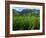 Rice Field Near Sapa, Sapa, Vietnam, Indochina, Southeast Asia, Asia-Godong-Framed Photographic Print