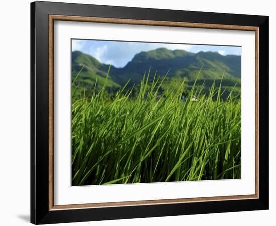 Rice Field Near Sapa, Sapa, Vietnam, Indochina, Southeast Asia, Asia-Godong-Framed Photographic Print