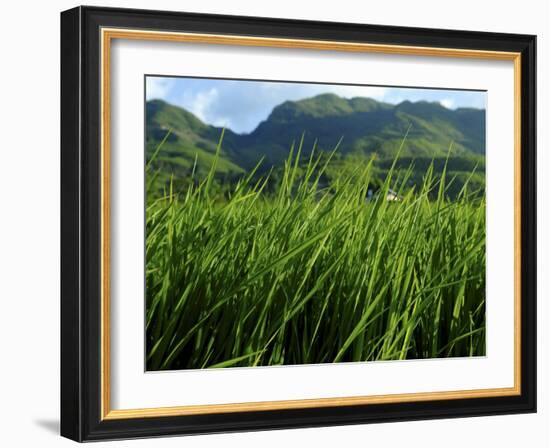 Rice Field Near Sapa, Sapa, Vietnam, Indochina, Southeast Asia, Asia-Godong-Framed Photographic Print