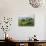 Rice Fields and Terraces Spread Out in All Areas Between the Mountains, Bhutan-Tom Norring-Photographic Print displayed on a wall