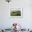 Rice Fields and Terraces Spread Out in All Areas Between the Mountains, Bhutan-Tom Norring-Framed Photographic Print displayed on a wall