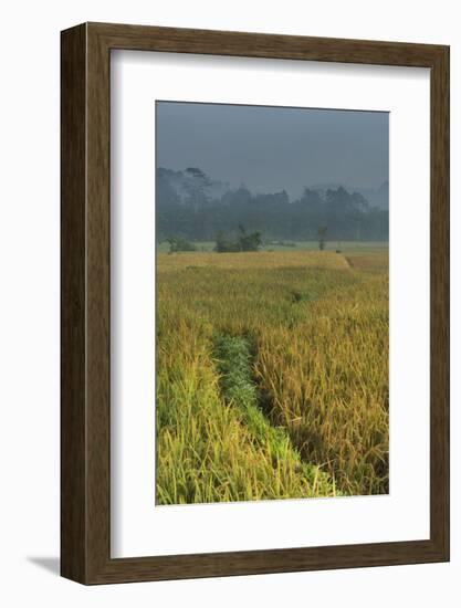 Rice Fields at the Foot of the Gunung Agung-Christoph Mohr-Framed Photographic Print