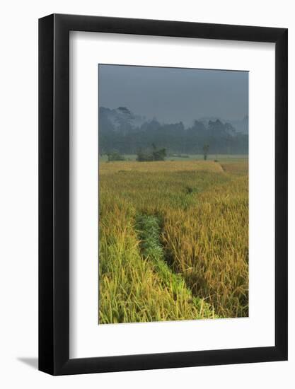 Rice Fields at the Foot of the Gunung Agung-Christoph Mohr-Framed Photographic Print