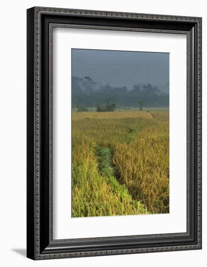 Rice Fields at the Foot of the Gunung Agung-Christoph Mohr-Framed Photographic Print