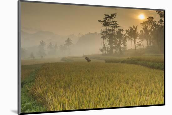 Rice Fields at the Foot of the Gunung Agung-Christoph Mohr-Mounted Photographic Print
