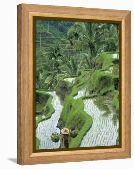 Rice Fields, Central Bali, Indonesia-Peter Adams-Framed Premier Image Canvas