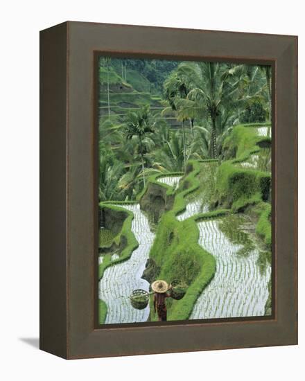 Rice Fields, Central Bali, Indonesia-Peter Adams-Framed Premier Image Canvas