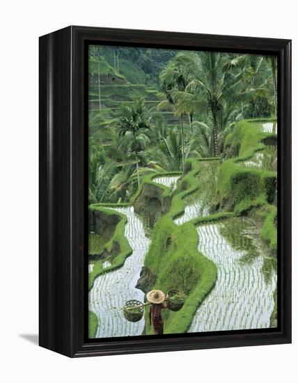 Rice Fields, Central Bali, Indonesia-Peter Adams-Framed Premier Image Canvas