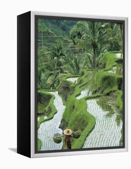 Rice Fields, Central Bali, Indonesia-Peter Adams-Framed Premier Image Canvas