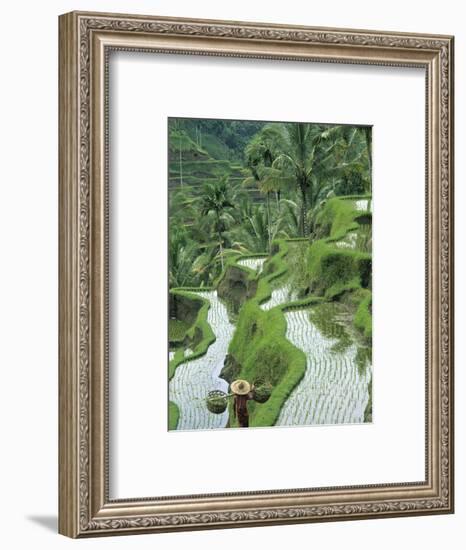 Rice Fields, Central Bali, Indonesia-Peter Adams-Framed Photographic Print