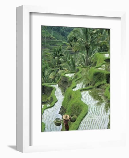 Rice Fields, Central Bali, Indonesia-Peter Adams-Framed Photographic Print