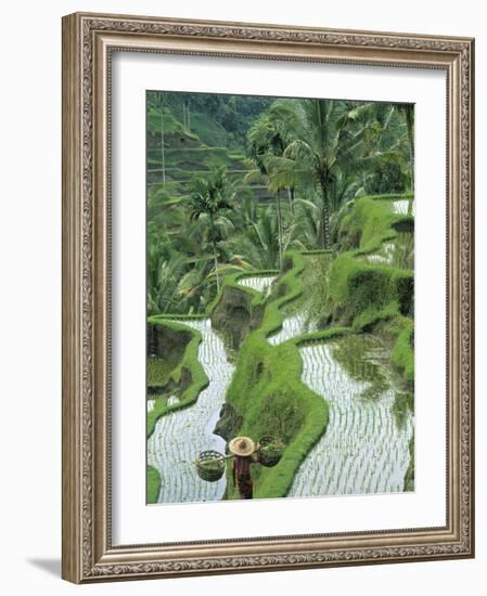 Rice Fields, Central Bali, Indonesia-Peter Adams-Framed Photographic Print