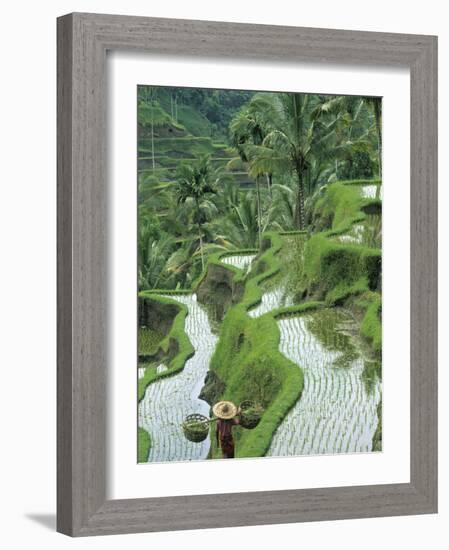 Rice Fields, Central Bali, Indonesia-Peter Adams-Framed Photographic Print