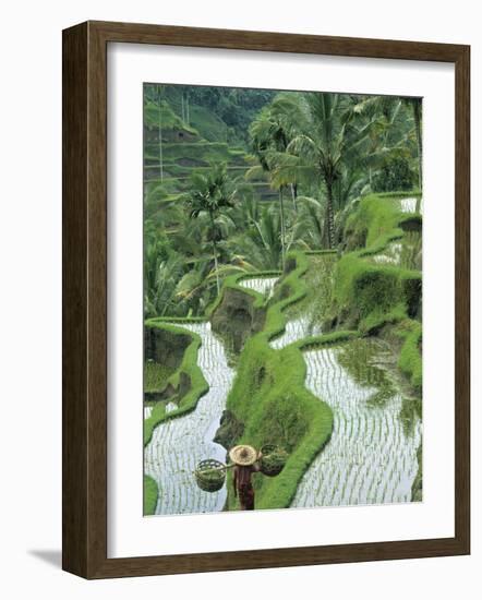 Rice Fields, Central Bali, Indonesia-Peter Adams-Framed Photographic Print