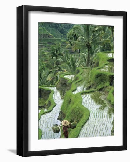 Rice Fields, Central Bali, Indonesia-Peter Adams-Framed Photographic Print