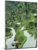 Rice Fields, Central Bali, Indonesia-Peter Adams-Mounted Photographic Print