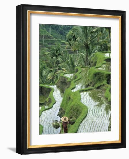 Rice Fields, Central Bali, Indonesia-Peter Adams-Framed Photographic Print