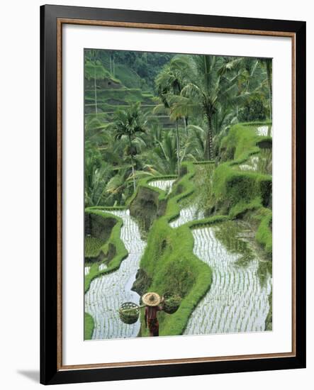 Rice Fields, Central Bali, Indonesia-Peter Adams-Framed Photographic Print