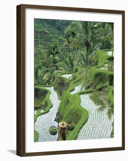 Rice Fields, Central Bali, Indonesia-Peter Adams-Framed Photographic Print