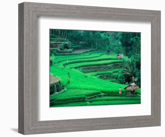 Rice Fields, Cultivation, Bali, Indonesia-Kenneth Garrett-Framed Photographic Print