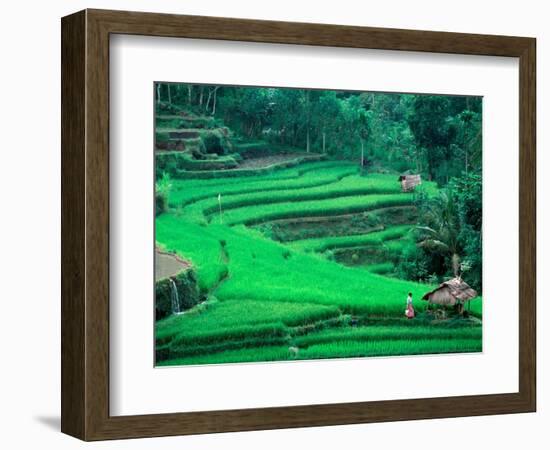 Rice Fields, Cultivation, Bali, Indonesia-Kenneth Garrett-Framed Photographic Print