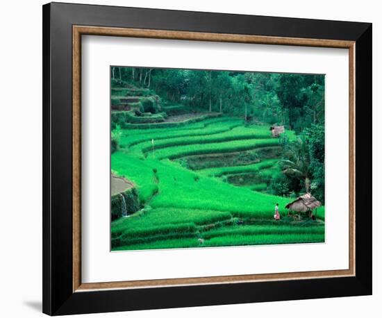 Rice Fields, Cultivation, Bali, Indonesia-Kenneth Garrett-Framed Photographic Print