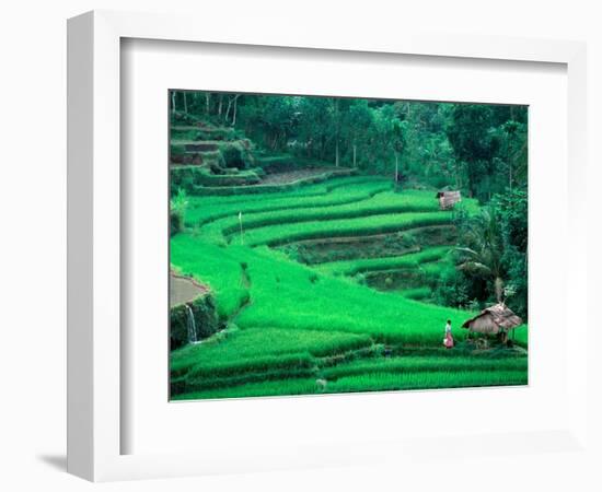 Rice Fields, Cultivation, Bali, Indonesia-Kenneth Garrett-Framed Photographic Print