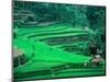 Rice Fields, Cultivation, Bali, Indonesia-Kenneth Garrett-Mounted Photographic Print