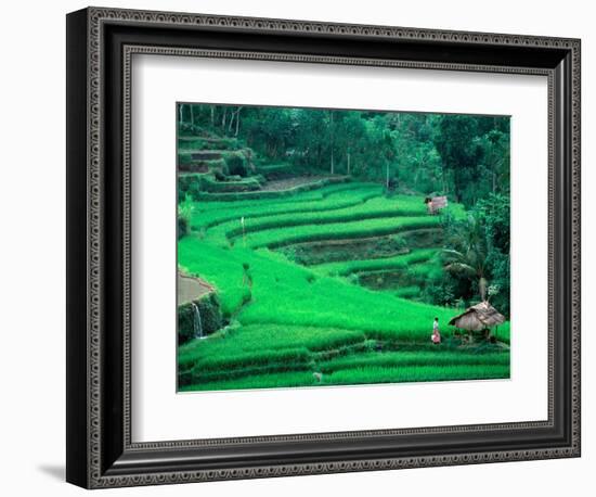 Rice Fields, Cultivation, Bali, Indonesia-Kenneth Garrett-Framed Photographic Print