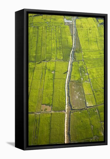 Rice Fields Near Siem Reap, Cambodia-David Wall-Framed Premier Image Canvas