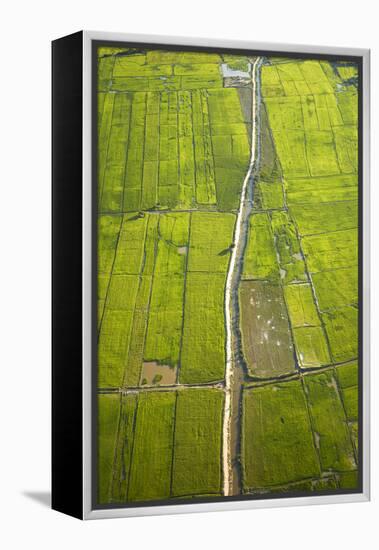 Rice Fields Near Siem Reap, Cambodia-David Wall-Framed Premier Image Canvas