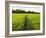 Rice Fields, Polonnaruwa, Sri Lanka, Asia-Jochen Schlenker-Framed Photographic Print