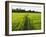 Rice Fields, Polonnaruwa, Sri Lanka, Asia-Jochen Schlenker-Framed Photographic Print