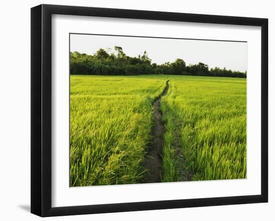 Rice Fields, Polonnaruwa, Sri Lanka, Asia-Jochen Schlenker-Framed Photographic Print