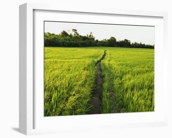 Rice Fields, Polonnaruwa, Sri Lanka, Asia-Jochen Schlenker-Framed Photographic Print