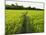 Rice Fields, Polonnaruwa, Sri Lanka, Asia-Jochen Schlenker-Mounted Photographic Print