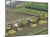 Rice Harvest, Hanging Out Cut Rice to Dry, Hiraizumi, Iwate-Ken, Northern Honshu, Japan, Asia-Tony Waltham-Mounted Photographic Print