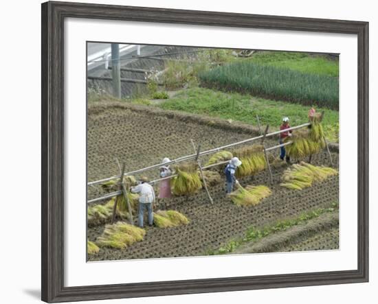 Rice Harvest, Hanging Out Cut Rice to Dry, Hiraizumi, Iwate-Ken, Northern Honshu, Japan, Asia-Tony Waltham-Framed Photographic Print