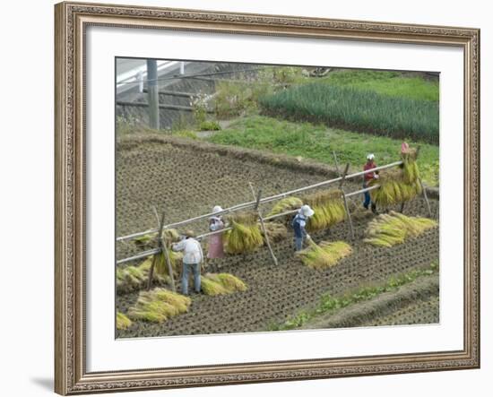 Rice Harvest, Hanging Out Cut Rice to Dry, Hiraizumi, Iwate-Ken, Northern Honshu, Japan, Asia-Tony Waltham-Framed Photographic Print