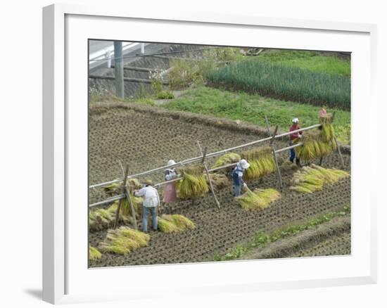 Rice Harvest, Hanging Out Cut Rice to Dry, Hiraizumi, Iwate-Ken, Northern Honshu, Japan, Asia-Tony Waltham-Framed Photographic Print