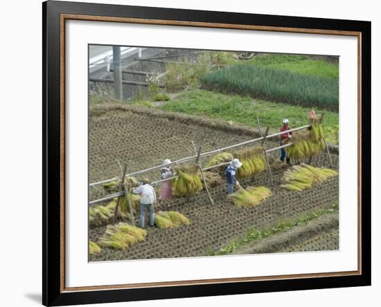 Rice Harvest, Hanging Out Cut Rice to Dry, Hiraizumi, Iwate-Ken, Northern Honshu, Japan, Asia-Tony Waltham-Framed Photographic Print