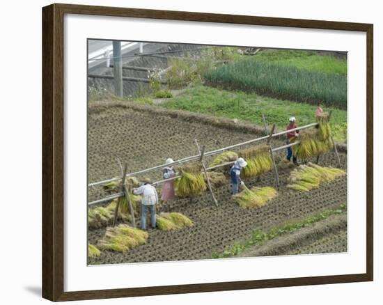 Rice Harvest, Hanging Out Cut Rice to Dry, Hiraizumi, Iwate-Ken, Northern Honshu, Japan, Asia-Tony Waltham-Framed Photographic Print