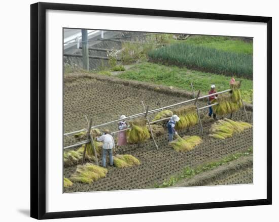 Rice Harvest, Hanging Out Cut Rice to Dry, Hiraizumi, Iwate-Ken, Northern Honshu, Japan, Asia-Tony Waltham-Framed Photographic Print