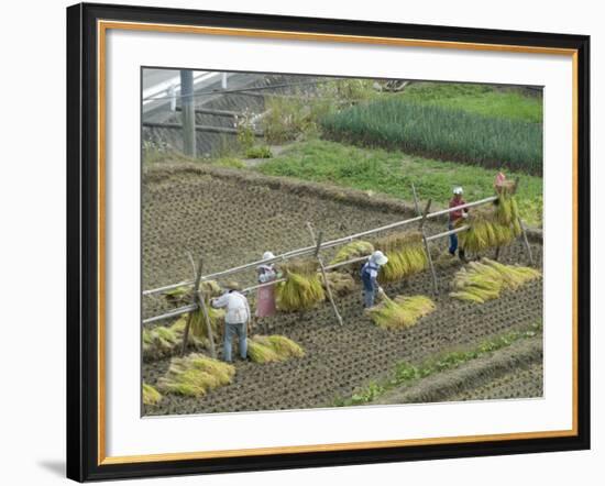 Rice Harvest, Hanging Out Cut Rice to Dry, Hiraizumi, Iwate-Ken, Northern Honshu, Japan, Asia-Tony Waltham-Framed Photographic Print