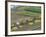 Rice Harvest, Hanging Out Cut Rice to Dry, Hiraizumi, Iwate-Ken, Northern Honshu, Japan, Asia-Tony Waltham-Framed Photographic Print