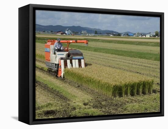 Rice Harvest with Mini-Combine-Harvester, Furano Valley, Central Hokkaido, Japan, Asia-Tony Waltham-Framed Premier Image Canvas