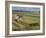 Rice Harvest with Mini-Combine-Harvester, Furano Valley, Central Hokkaido, Japan, Asia-Tony Waltham-Framed Photographic Print