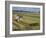 Rice Harvest with Mini-Combine-Harvester, Furano Valley, Central Hokkaido, Japan, Asia-Tony Waltham-Framed Photographic Print