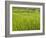 Rice paddies, Bali, Indonesia, Southeast Asia, Asia-Melissa Kuhnell-Framed Photographic Print